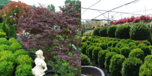 Peyzajda Kullanılan Çalı Türleri